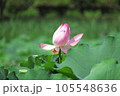 蓮の花 105548636