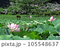蓮の花 105548637