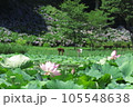 蓮の花 105548638
