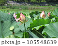 蓮の花とつぼみ 105548639