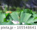 蓮の花托 105548641