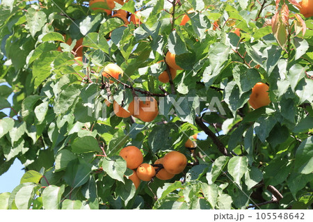 ダイダイ色に色づき収穫間近のアンズの実 105548642
