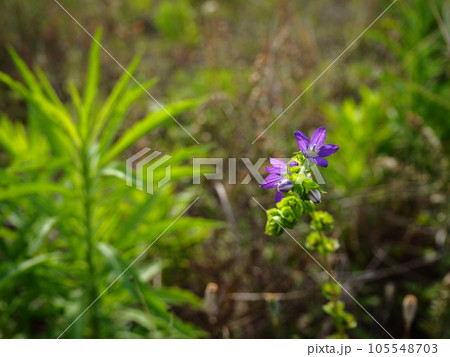 埼玉県川口市の荒川河川敷に咲くキキョウソウの花 埼玉県川口市の荒川河川敷に咲くキキョウソウの花 105548703