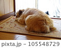 一日中玄関先で主人を待ちわびる愛犬 105548729