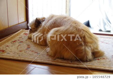 一日中玄関先で主人を待ちわびる愛犬 105548729