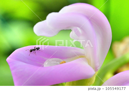 花蜜に集まる蟻 105549177