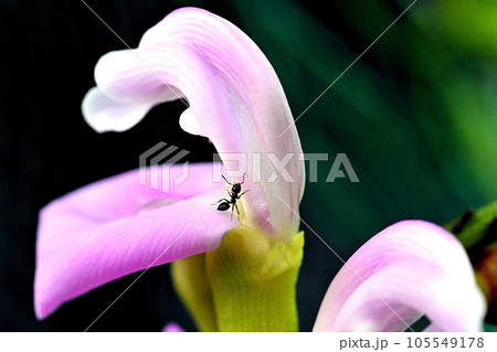 花蜜に集まる蟻 105549178