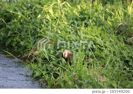 川の岸辺の草の陰で羽繕いしているカルガモ 川の岸辺の草の陰で羽繕いしているカルガモ 105549200
