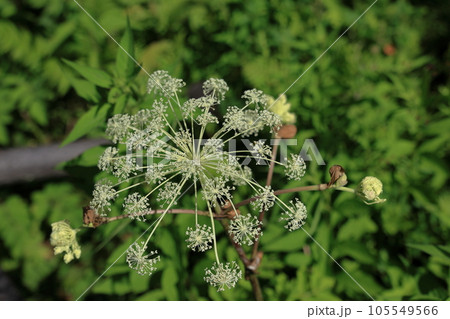 涼し気なシシウドの花 105549566