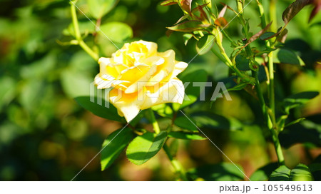 ヘルムット・シュミット:旧古河庭園の春バラ見納め、秋バラに向け翌日剪定 ヘルムット・シュミット:旧古河庭園の春バラ見納め、秋バラに向け翌日剪定 105549613