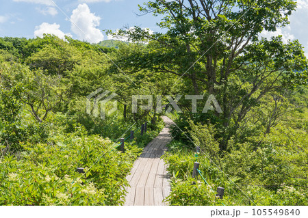 八島ヶ原湿原の山野草の間に延びる木道【霧ヶ峰高原】長野県下諏訪町・7月 八島ヶ原湿原の山野草の間に延びる木道【霧ヶ峰高原】長野県下諏訪町・7月 105549840