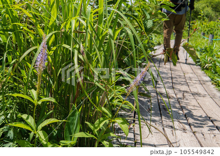 木道とハイカーをバックに咲く夏の花【クガイソウ・八島ヶ原湿原】長野県下諏訪町・7月 木道とハイカーをバックに咲く夏の花【クガイソウ・八島ヶ原湿原】長野県下諏訪町・7月 105549842