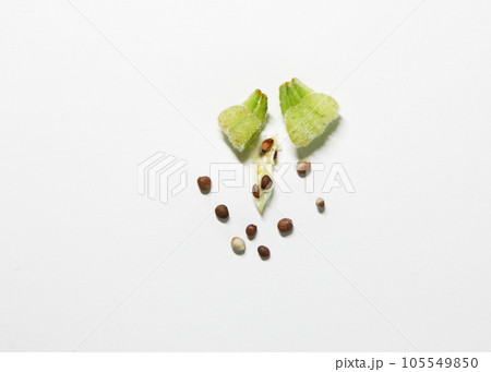 ホウセンカの実の分解 105549850