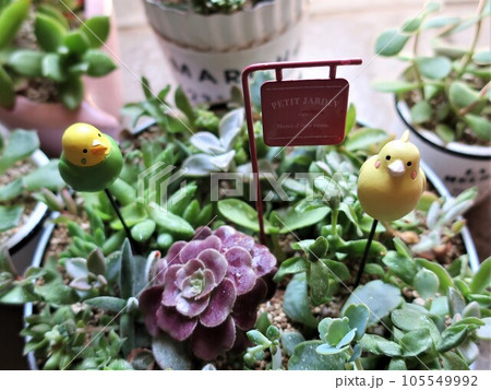 多肉植物　寄せ植えとガーデンピック 105549992