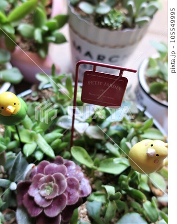 多肉植物　寄せ植えとガーデンピック 105549995