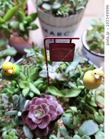 多肉植物 寄せ植えとガーデンピック 多肉植物 寄せ植えとガーデンピック 105549996