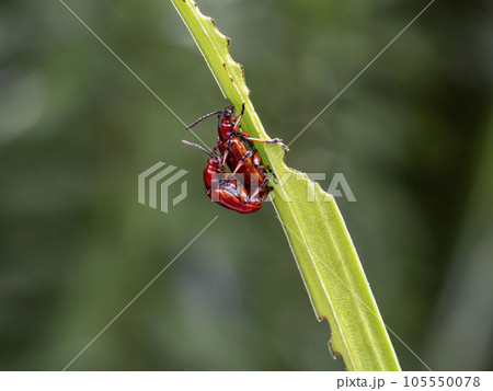 ユリの害虫であるユリクビナガハムシ 105550078