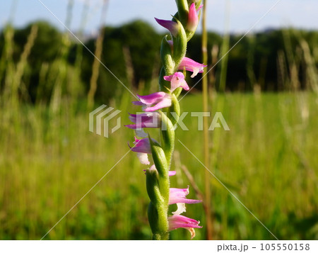 埼玉県川口市の初夏の荒川堤で咲くネジバナ 埼玉県川口市の初夏の荒川堤で咲くネジバナ 105550158