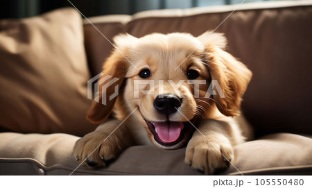 A cute furry puppy showing a happy smiley expression on the sofa 105550480