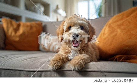A cute furry puppy showing a happy smiley expression on the sofa 105550497