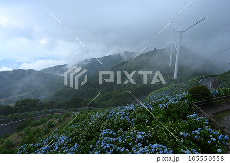 大川原高原のアジサイ1(風車と)(ヨコ)(徳島県名東郡佐那河内村) 大川原高原のアジサイ1(風車と)(ヨコ)(徳島県名東郡佐那河内村) 105550558