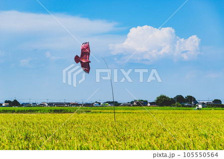 早場米の稲の上を舞う鳥よけカイトと夏空の入道雲 a-2 高彩度マット感 早場米の稲の上を舞う鳥よけカイトと夏空の入道雲 a-2 高彩度マット感 105550564