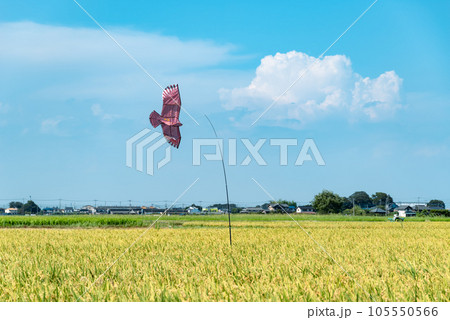 早場米の稲の上を舞う鳥よけカイトと夏空の入道雲　a-3 ライトカラー 105550566