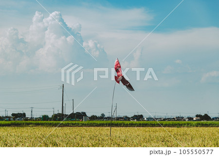 早場米の稲の上を舞う鳥よけカイトと夏空の入道雲 b-5 フィルム調 早場米の稲の上を舞う鳥よけカイトと夏空の入道雲 b-5 フィルム調 105550577