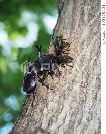 樹液に集まるカブトムシとカナブン 樹液に集まるカブトムシとカナブン 105550631