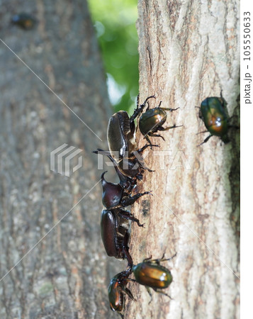 樹液に集まるカブトムシとカナブン 105550633