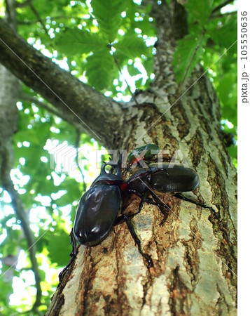 樹液に集まるカブトムシとカナブン 樹液に集まるカブトムシとカナブン 105550636