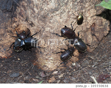 樹液に集まるカブトムシとカナブン 樹液に集まるカブトムシとカナブン 105550638