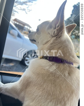 車の窓から外を眺めるチワワ 105550699
