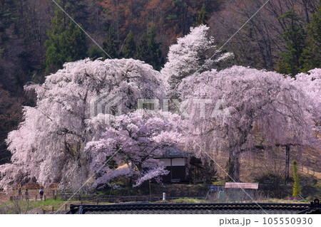 長野県伊那市高遠町勝間 薬師の桜と呼ばれる勝間薬師堂の満開のシダレザクラ 長野県伊那市高遠町勝間 薬師の桜と呼ばれる勝間薬師堂の満開のシダレザクラ 105550930