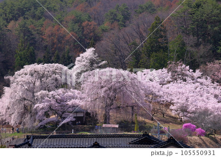 長野県伊那市高遠町勝間 薬師の桜と呼ばれる勝間薬師堂の満開のシダレザクラ 長野県伊那市高遠町勝間 薬師の桜と呼ばれる勝間薬師堂の満開のシダレザクラ 105550931