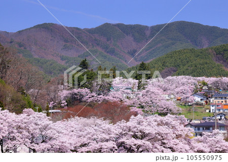 長野県伊那市高遠町勝間 薬師の桜で有名な勝間薬師堂から眺める高遠城址公園のタカトオコヒガン桜 長野県伊那市高遠町勝間 薬師の桜で有名な勝間薬師堂から眺める高遠城址公園のタカトオコヒガン桜 105550975