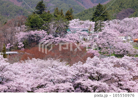長野県伊那市高遠町勝間　薬師の桜で有名な勝間薬師堂から眺める高遠城址公園のタカトオコヒガン桜 105550976