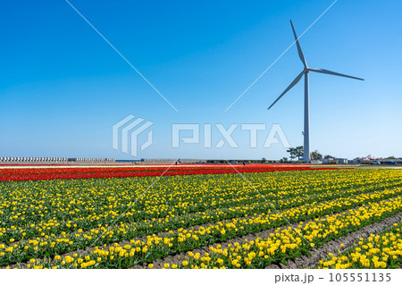 富山県入善町　にゅうぜんフラワーロード2023のチューリップと風力発電設備 105551135