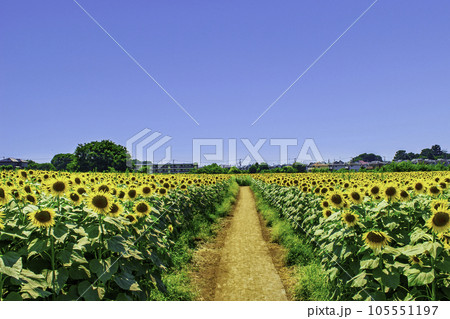 東京都　清瀬ひまわりフェスティバル　都内最大級十万本のひまわり畑 105551197