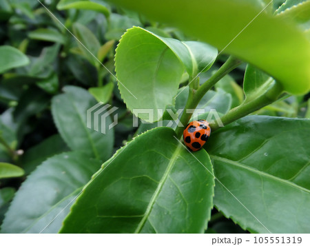 ladybug and fresh green tea leaves in tea plantation 105551319