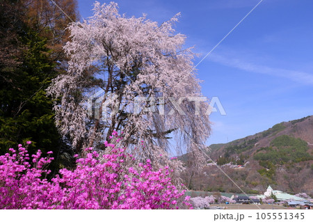 長野県伊那市高遠町勝間　勝間薬師堂そばの五郎山登山口の満開のシダレザクラとミツバツツジ 105551345