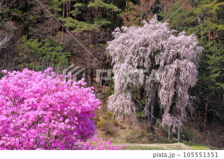 長野県伊那市高遠町勝間　勝間薬師堂そばの五郎山登山口の満開のシダレザクラとミツバツツジ 105551351