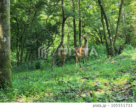 親子鹿に見つめられ 105551733