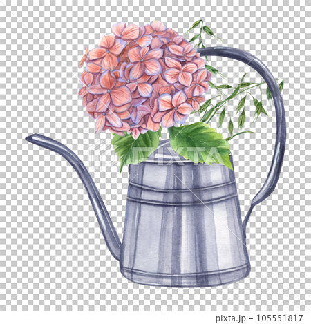 Fresh cut branches of Hydrangea with Spikelets of Wild Oats in metal watering can. Blooming garden Hortensia. Watercolor illustration isolated on white background. For the design of booklets, flyers Fresh cut branches of Hydrangea with Spikelets of Wild Oats in metal watering can. Blooming garden Hortensia. Watercolor illustration isolated on white background. For the design of booklets, flyers 105551817