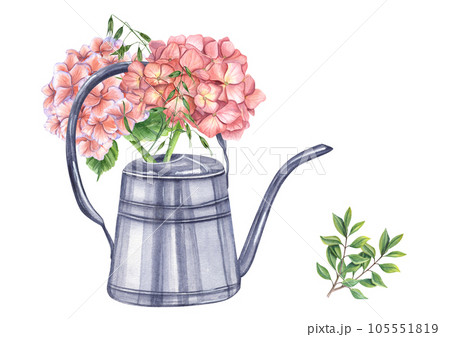 Pink garden hydrangea with green herbs in metallic shiny watering can. Blooming fresh Hortensia. Watercolor illustration isolated on white background. For the design of booklets, flyers Pink garden hydrangea with green herbs in metallic shiny watering can. Blooming fresh Hortensia. Watercolor illustration isolated on white background. For the design of booklets, flyers 105551819