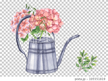 Pink garden hydrangea with green herbs in metallic shiny watering can. Blooming fresh Hortensia. Watercolor illustration isolated on white background. For the design of booklets, flyers 105551819
