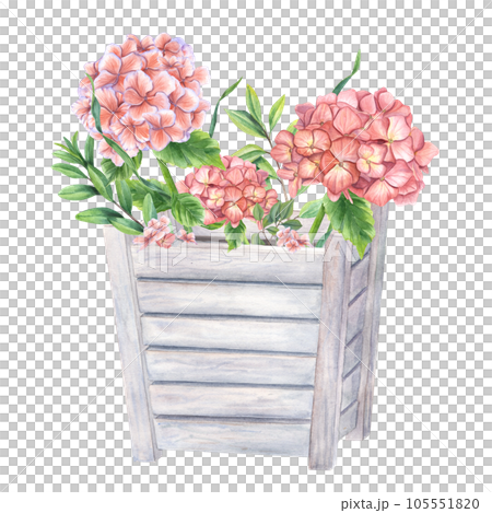 Blooming pink Hortensia and green plants in wooden flower pots. Garden Hydrangeas branches. Watercolor illustration isolated on white background. Composition for urban garden, houseplant Blooming pink Hortensia and green plants in wooden flower pots. Garden Hydrangeas branches. Watercolor illustration isolated on white background. Composition for urban garden, houseplant 105551820