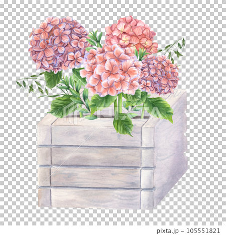 Lush blooming pink hydrangeas and green plants in wooden flower pots. Garden Hydrangeas branches. Watercolor illustration isolated on white background. Composition for urban garden, houseplant 105551821