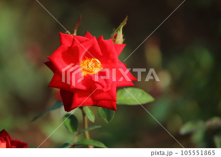 荒尾市　おもやい市民花壇　バラの花、 105551865