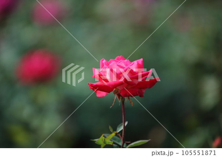 荒尾市　おもやい市民花壇　バラの花、 105551871